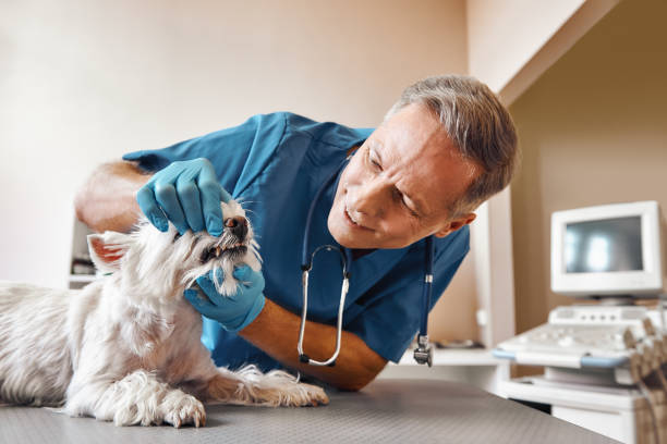 Best Emergency Wisdom Teeth Removal in Brevard, NC